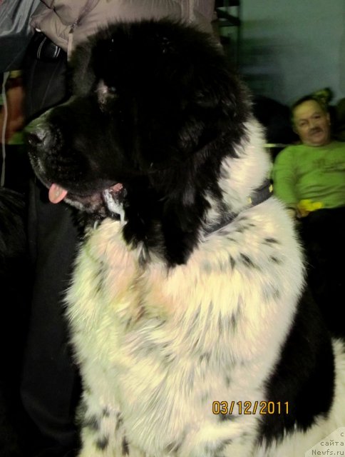 Фото: ньюфаундленд Super Bizon Ekaterinburg (Супер Бизон Екатеринбург)