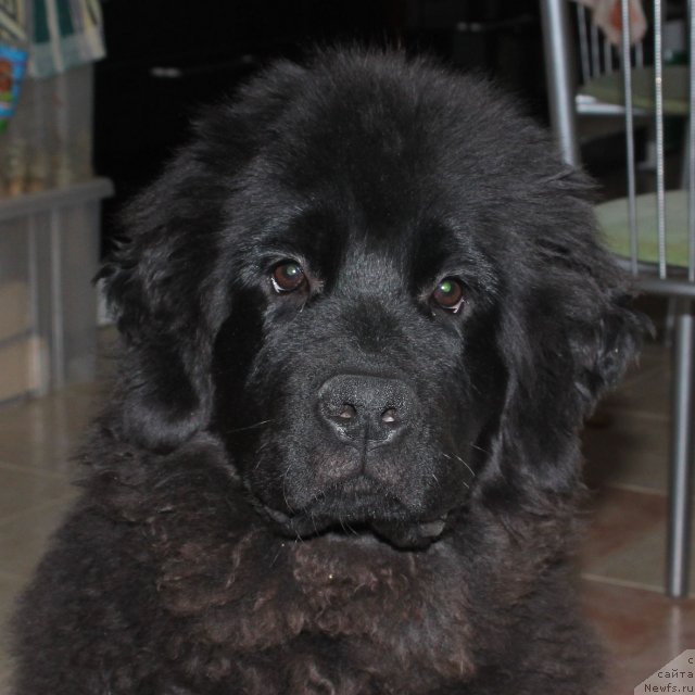 Фото: ньюфаундленд Sent Djons SHarmel' (Сент Джонс Шармель)