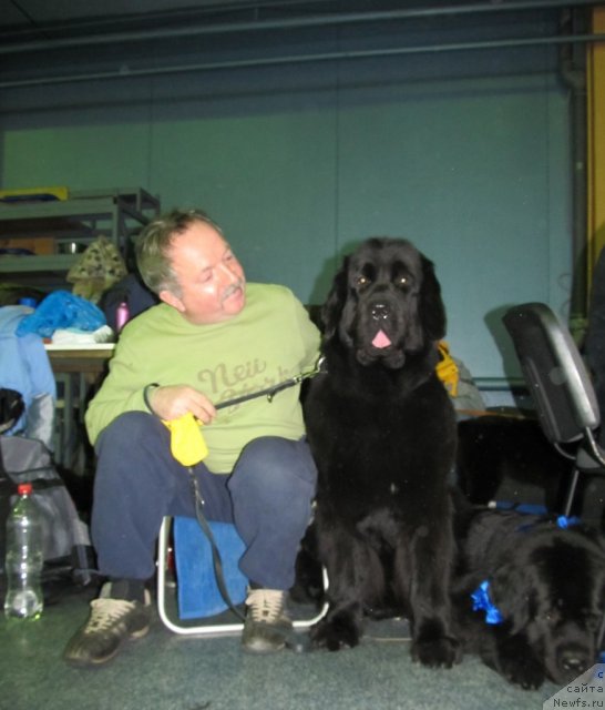 Фото: ньюфаундленд Blyek Diamond Agidel' ot Potapa Styessi (Блэк Диамонд Агидель от Потапа Стэсси)