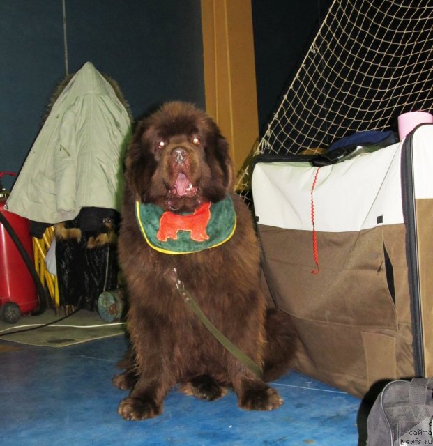 Фото: ньюфаундленд Komandor iz Medvej'ego YAra (Командор из Медвежьего Яра)