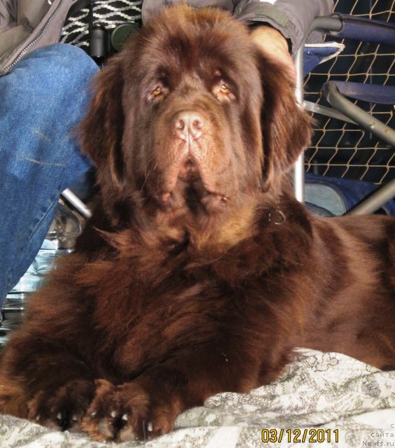 Фото: ньюфаундленд Koketka ot CHannel iz Medvej'ego YAra (Кокетка от Чаннел из Медвежьего Яра)