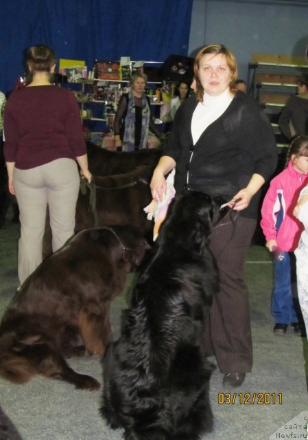 Фото: Natal'ya Gostyuhina (Наталья Гостюхина), ньюфаундленд Undercover Angel Nuo Ozo Kalvu, ньюфаундленд Koketka ot CHannel iz Medvej'ego YAra (Кокетка от Чаннел из Медвежьего Яра)