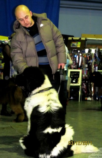 Фото: ньюфаундленд Super Bizon Ekaterinburg (Супер Бизон Екатеринбург), Aleksey Nistratov (Алексей Нистратов)