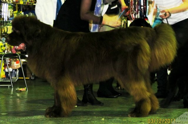 Фото: ньюфаундленд Barhatka Roskoshnaya (Бархатка Роскошная)