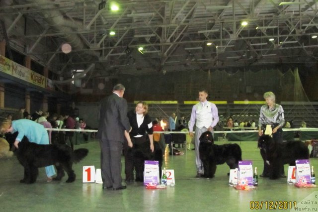 Фото: ньюфаундленд Ih Visochestvo Vilana Blum (Их Высочество Вилана Блум), ньюфаундленд Undercover Angel Nuo Ozo Kalvu, Aleksey Stupnikov (Алексей Ступников), Natal'ya Gostyuhina (Наталья Гостюхина), ньюфаундленд Akvatoriya Kelvin Oushen Drim (Акватория Келвин Оушен Дрим), ньюфаундленд Olivriko Avrora (Оливрико Аврора)