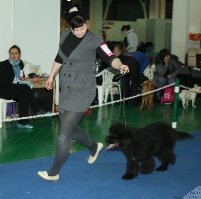 Фото: ньюфаундленд Super Premium Italiya (Супер Премиум Италия)