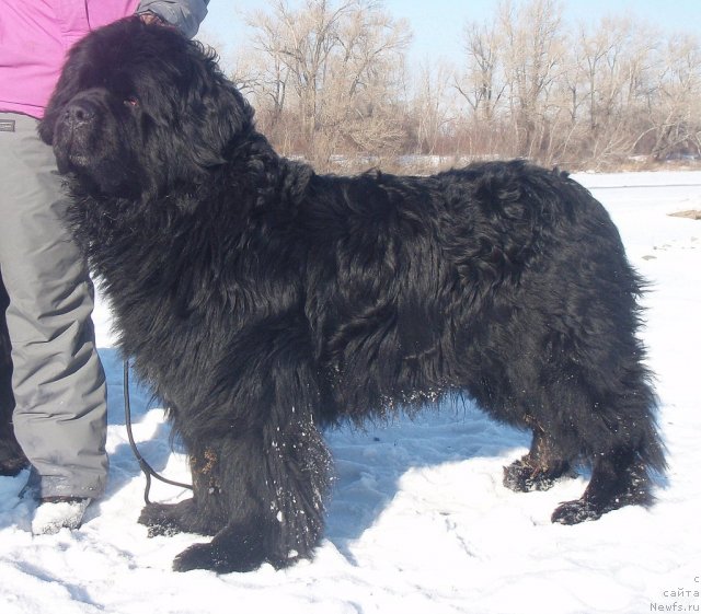 Фотография № 82635