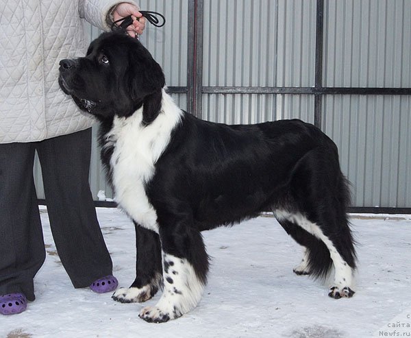 Фото: ньюфаундленд Super Bizon Gera (Супер Бизон Гера)