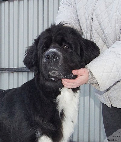 Фото: ньюфаундленд Super Bizon Gera (Супер Бизон Гера)