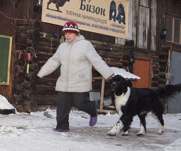 Фото: ньюфаундленд Super Bizon Gera (Супер Бизон Гера), Ol'ga Skumatenko (Ольга Скуматенко)