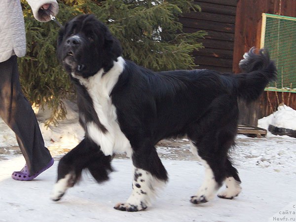 Фото: ньюфаундленд Super Bizon Gera (Супер Бизон Гера)