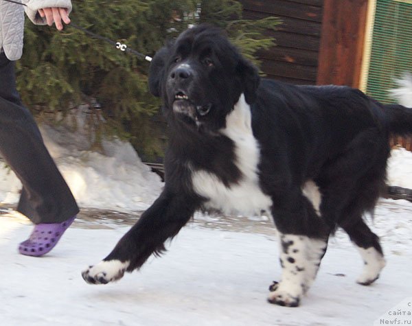 Фотография № 82647