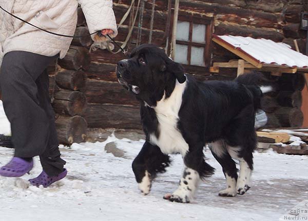 Фото: ньюфаундленд Super Bizon Gera (Супер Бизон Гера)
