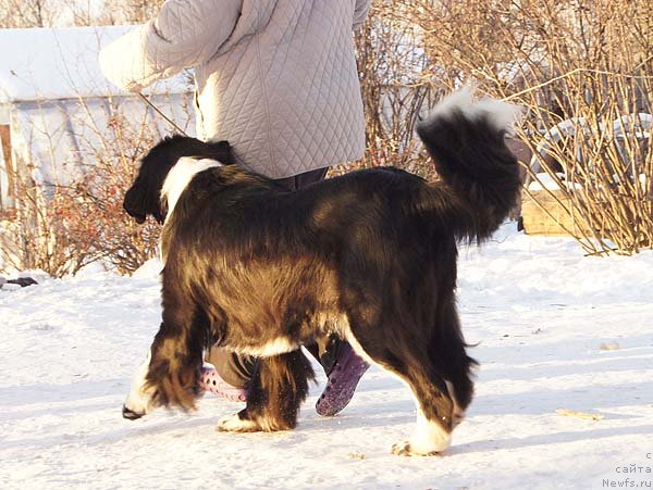 Фото: ньюфаундленд Super Bizon Gera (Супер Бизон Гера)