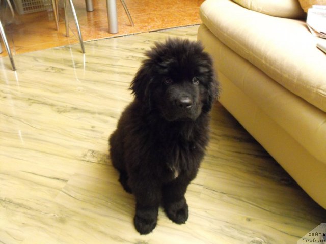 Фото: ньюфаундленд Kamelot King (Камелот Кинг)