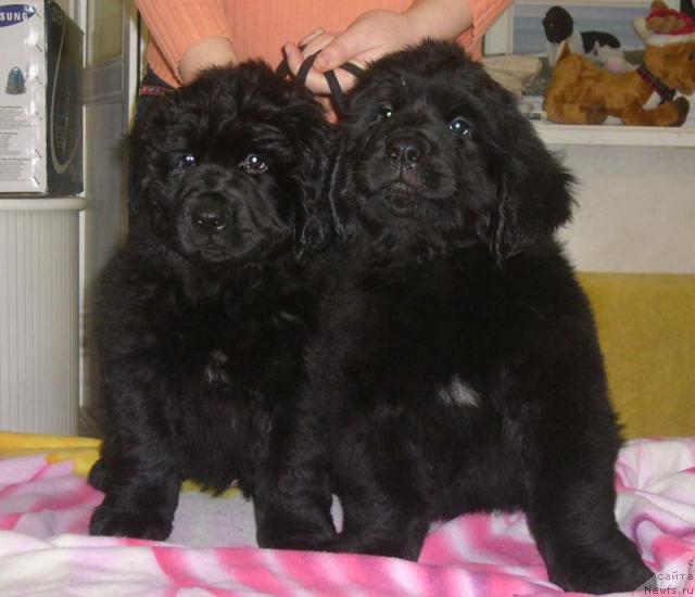 Фото: ньюфаундленд Sibirochka Super Star (Сибирочка Супер Стар), ньюфаундленд Sia King (Сиа Кинг)