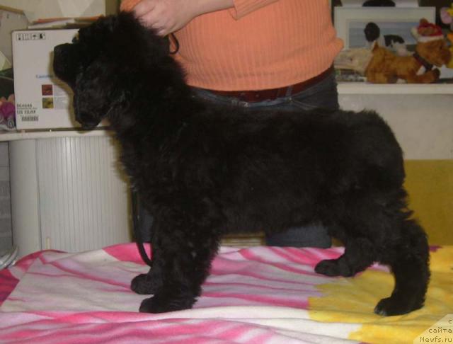 Фото: ньюфаундленд Sibirochka Super Star (Сибирочка Супер Стар)