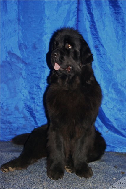 Фото: ньюфаундленд Akvatoriya Kelvin Oushen Drim (Акватория Келвин Оушен Дрим)