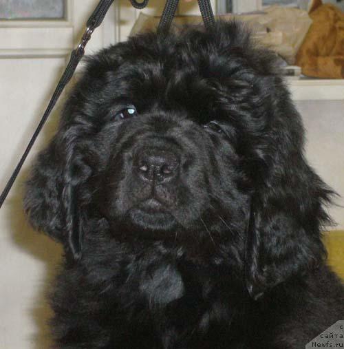 Фото: ньюфаундленд Sibirochka Super Star (Сибирочка Супер Стар)