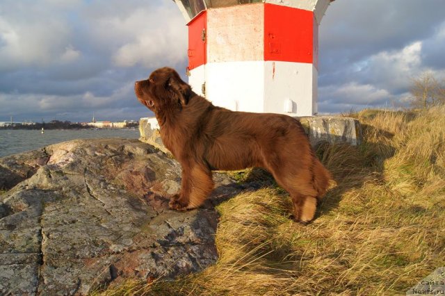 Фото: ньюфаундленд Aetna vom Riesrand (Aetna vom Riesrand)