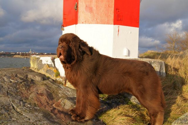 Фото: ньюфаундленд Aetna vom Riesrand (Aetna vom Riesrand)