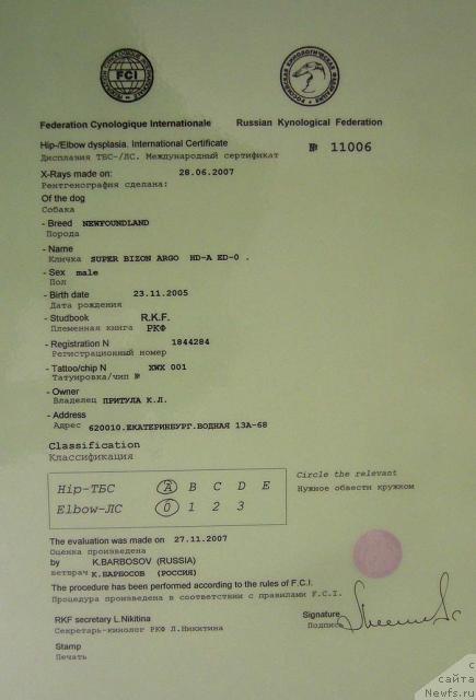 Фото: ньюфаундленд Super Bizon Argo (Супер Бизон Арго)