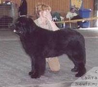 Фото: ньюфаундленд Main Tickle Observer