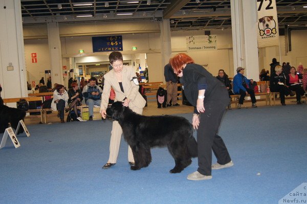 Фото: ньюфаундленд Fairweathers Rare and Precious, Tat'yana YAkovleva (Татьяна Яковлева)