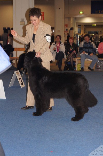 Фото: ньюфаундленд Fairweathers Rare and Precious, Tat'yana YAkovleva (Татьяна Яковлева)