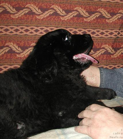 Фото: ньюфаундленд Sent Djons Orfey (Сент Джонс Орфей)