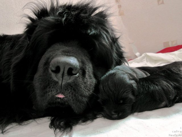 Фотография № 82868