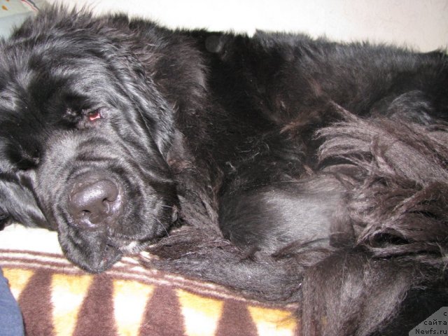 Фото: ньюфаундленд Transatlantika Nuo Ozo Kalvu