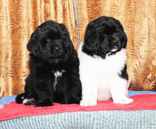 Фото: Дети, ньюфаундленд B'yanka Sed'moe CHudo Sveta (Бьянка Седьмое Чудо Света)