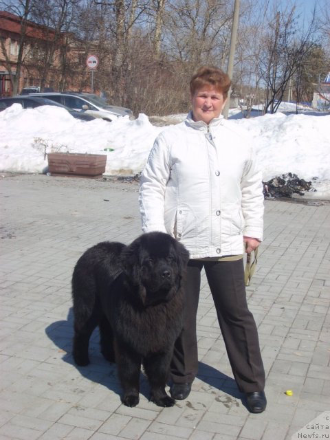 Фото: ньюфаундленд Ariyel' Nejdannaya Nagrada (Ариэль Нежданная Награда)