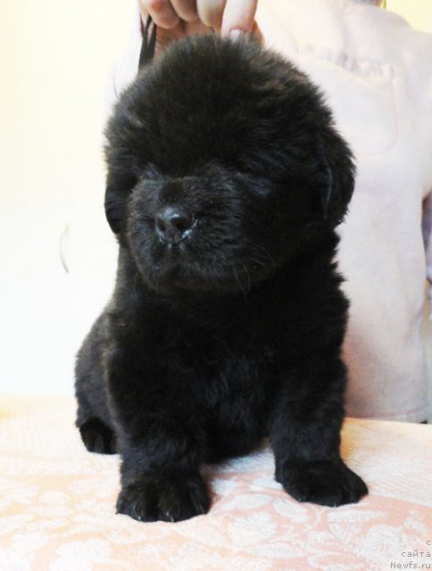 Фото: ньюфаундленд Bjornebandens Nancy Wilson, ньюфаундленд Beguschaya po Volnam Sun in My Hand (Бегущая по Волнам Сун ин Му Ханд)