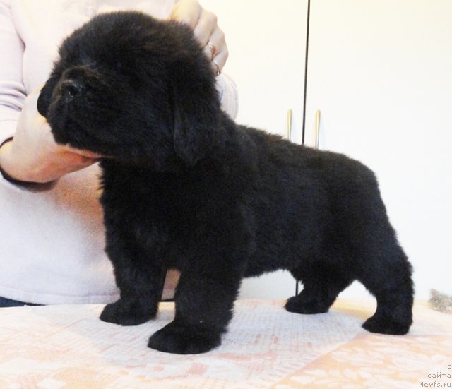 Фото: ньюфаундленд Bjornebandens Nancy Wilson, ньюфаундленд Beguschaya po Volnam Sun in My Hand (Бегущая по Волнам Сун ин Му Ханд)