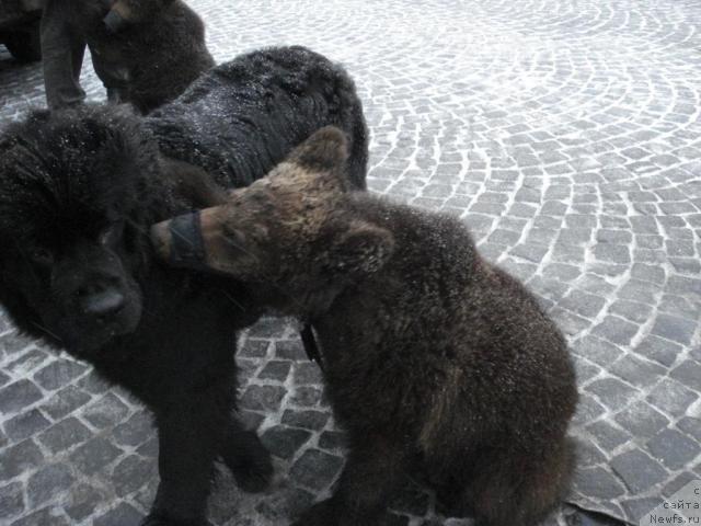 Фото: ньюфаундленд Talula Bell (Талула Белл), Умка