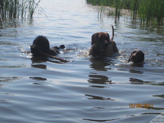 Фото: ньюфаундленд N'yufort Lapochka Dochka (Ньюфорт Лапочка Дочка)