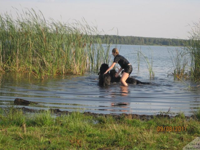 Фото: ньюфаундленд N'yufort Lapochka Dochka (Ньюфорт Лапочка Дочка)
