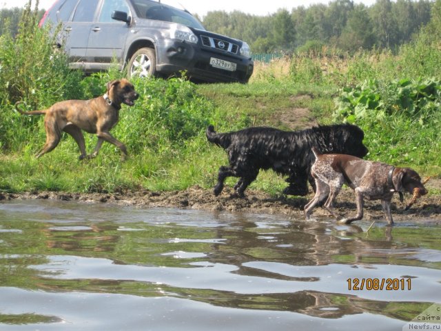 Фото: ньюфаундленд N'yufort Lapochka Dochka (Ньюфорт Лапочка Дочка)