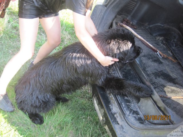 Фото: ньюфаундленд N'yufort Lapochka Dochka (Ньюфорт Лапочка Дочка)