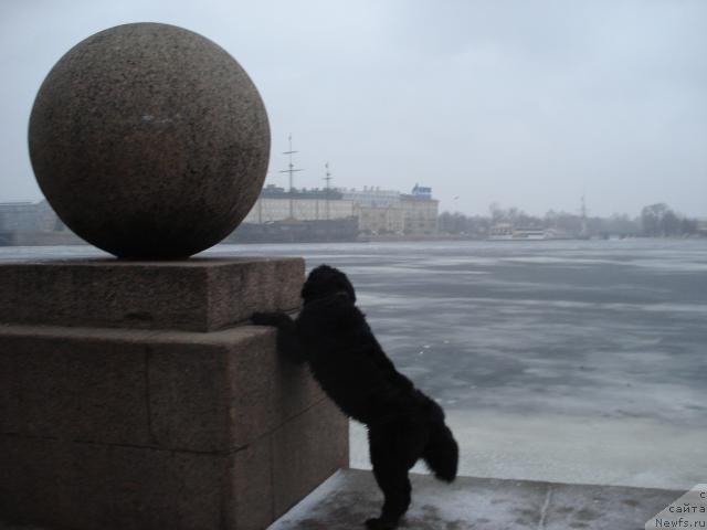 Фото: ньюфаундленд Talula Bell (Талула Белл)