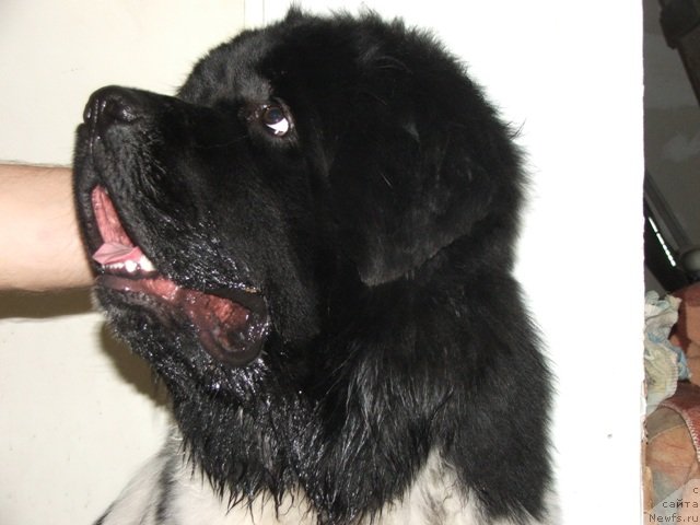 Фото: ньюфаундленд Plushevaya Panda Tajna Monrepo (Плюшевая Панда Тайна Монрепо)