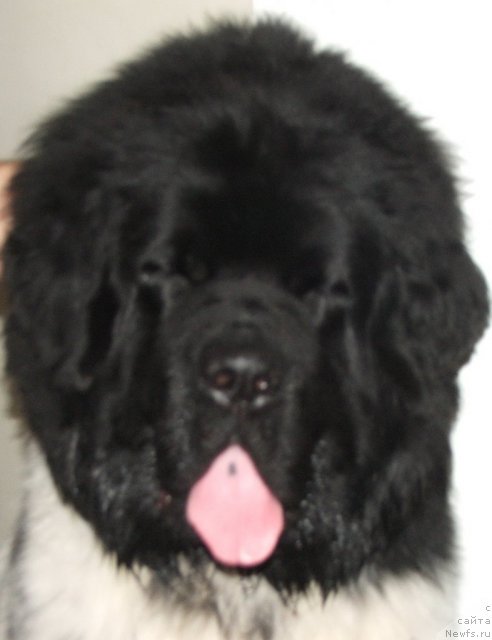 Фото: ньюфаундленд Plushevaya Panda Tajna Monrepo (Плюшевая Панда Тайна Монрепо)