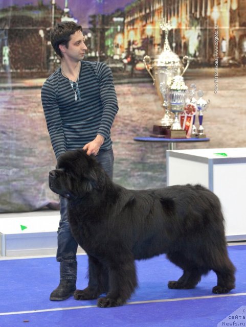 Фото: ньюфаундленд Smigar Nansen Neustrashimy (Смигар Нансен Неустрашимый), Aleksandr Korotkov (Александр Коротков)
