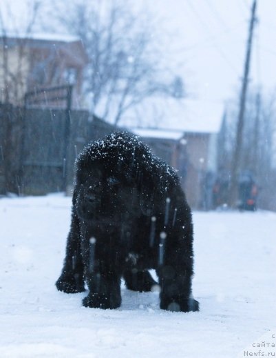 Фото: ньюфаундленд Sent Djons YEboni in Fayer (Сент Джонс Эбони ин Файер)