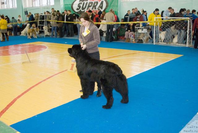 Фото: ньюфаундленд Ygan s Toyanova Gorodka (Юган с Тоянова Городка), Nadejda Momot (Надежда Момот)