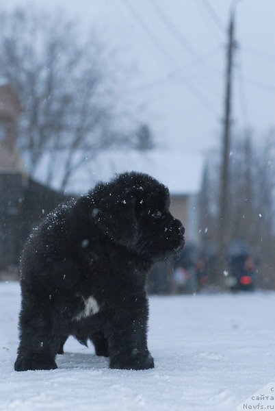 Фото: ньюфаундленд Sent Djons YEklips of ze Mun (Сент Джонс Эклипс оф зе Мун)