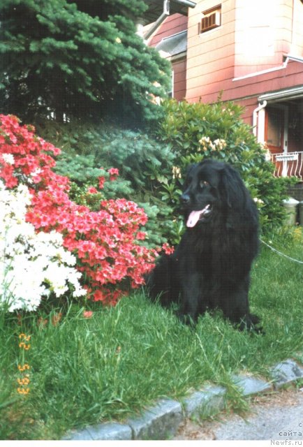 Фото: ньюфаундленд Midas-Mavrikiy (Мидас-Маврикий)