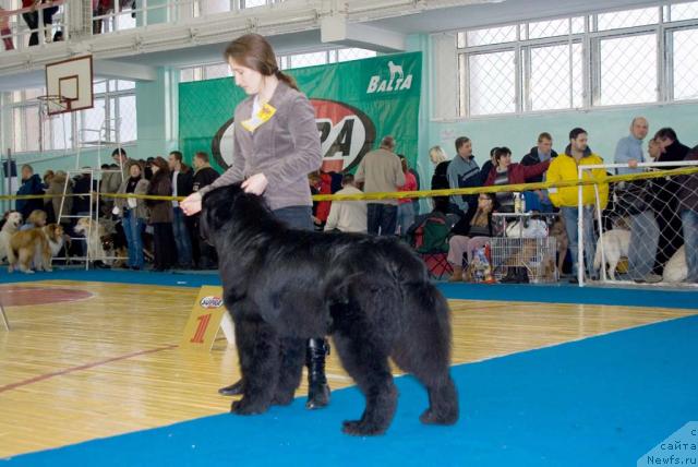 Фото: ньюфаундленд Ygan s Toyanova Gorodka (Юган с Тоянова Городка), Nadejda Momot (Надежда Момот)